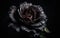 Beauty in Darkness: Captivating Images of High-Quality Black Roses