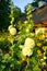 The beauty of decorative mallow flower in garden -Hollyhock Charter`s Double, Alcea rosea