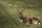 Beauty deer lying down on the grass