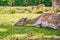 A beauty deer is lying with its head on a green meadow, concept for calm and relaxing animals.