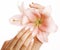 Beauty delicate hands with manicure holding flower