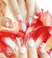 Beauty delicate hands with pink Ombre design manicure holding flower amaryllis close up isolated warm macro