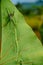 Beauty in the Details: Capturing a Stunning Spider on a Taro Leaf