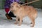 Beauty domestic dog on street on white background on frost