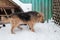 Beauty domestic dog on street on white background on frost