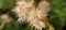 The beauty of dried Ageratum conyzoides, in Indonesia is known as the bandotan flower. It is a weed but has beautiful flowers.