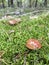 Beauty eatable mushroom - Poland