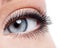 Beauty female eye with curl long false eyelashes