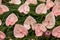 Beauty floristic decoration with a large pink anthurium tropical flower.