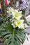 Beauty floristic decoration with white amarylis flowers.