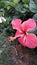 Beauty Flower orquidea