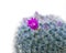 Beauty flowering cactus. cacti pattern.Texture on white background. copy spaces