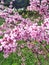 Beauty flowering Cercis chinensis avondale, Chinese redbud