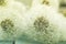 Beauty fluffy dandelion background