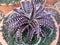 Beauty form Dyckia in vase Hadyai ,Songkhla ,Thailand