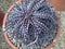 Beauty form Dyckia in vase Hadyai ,Songkhla ,Thailand