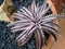 Beauty form Dyckia in vase Hadyai ,Songkhla ,Thailand