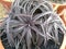 Beauty form Dyckia in vase Hadyai ,Songkhla ,Thailand