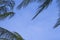 Beauty fresh green coconut palm leaves tree  curve shape on blue sky background. sharp leaves plant tropical fruit trees in