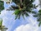 beauty fresh green coconut palm leaves tree curve shape on blue sky background. sharp leaves plant tropical fruit trees in
