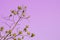 beauty fresh green leaves hanging on branch with textured left side on purple copy space background