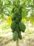 beauty full Red Lady Papaya Plant