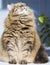 Beauty furry brown mackerel cat of siberian breed