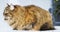 Beauty furry brown mackerel cat of siberian breed