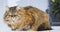 Beauty furry brown mackerel cat of siberian breed