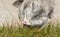 Beauty furry kitten outdoor, siberian purebred cat in relax in a garden licking grass