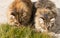 Beauty furry kittens outdoor, siberian purebred cats in relax in a garden