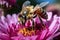 Beauty in the Garden: A Honeybee\\\'s Delicate Pollination Process