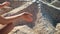 Beauty girl making starfish of sand