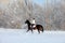 Beauty girl riding her horse through snow fields