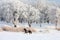 Beauty girl riding her horse through snow fields