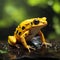 Beauty of golden poison frog after the rain in macro focus