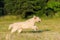 Beauty Golden retriever run at training