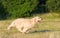 Beauty Golden retriever run at training