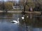 The beauty and grace of wild swans in the park.