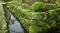 Beauty green fresh fern and moss on rock in botanic garden near canel clean water. mirror tree on clear water. peaceful place in a