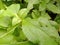 The beauty of green leaves growing thickly in the yard