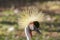 The beauty Grey Crowned Crane