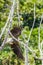 The beauty Grey-headed fish eagle.