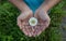 Beauty in hand. A White Zinnia flower in hand. Heart in hands