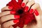 Beauty hands with red fashion manicure and bright flower. Beautiful manicured red polish on nails