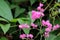 Beauty heart flower in Mexico call Chain of Love or Coral vine. flora creeper plant pink color with green leaf in botany garden