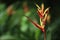 Beauty Heliconia psittacorum flower