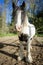 Beauty horse with black and white color against forest background