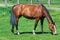 Beauty horse on green grass pasture