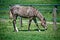 Beauty horse on green grass pasture